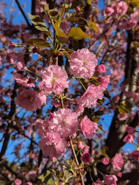 Dekoratif park alanında sakura ağacı çiçek açar. Kiraz çiçeği mevsimi baharda bir hava yaratır. Ağacın dallarına yoğun bir şekilde yerleştirilmiş, bol yapraklı, zarif pembe çiçekler.