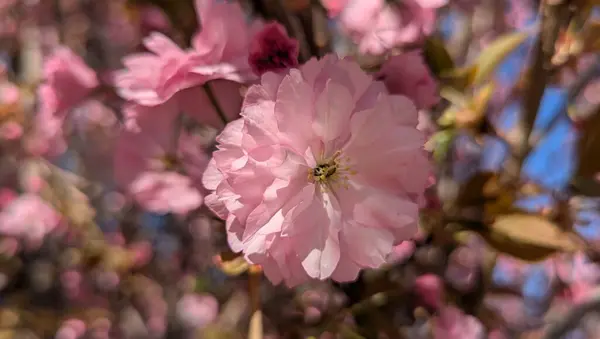 Dekoratif park alanında sakura ağacı çiçek açar. Kiraz çiçeği mevsimi baharda bir hava yaratır. Ağacın dallarına yoğun bir şekilde yerleştirilmiş, bol yapraklı, zarif pembe çiçekler.
