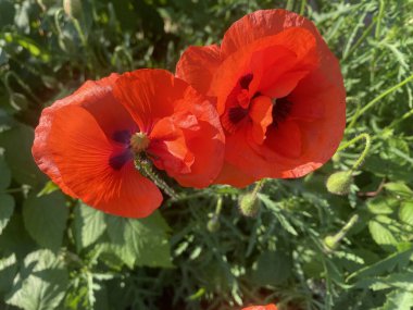 Kırmızı gelincikler. Parlak kırmızı çiçekler bir bahçede ya da çiçek tarhında keskin bir şekilde tezat oluştururlar, doğal bir çiçek alanıdır. Yükselirler, bahar güneşine yapraklarını açarlar