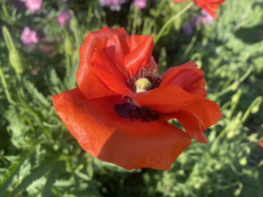 Kırmızı gelincikler. Parlak kırmızı çiçekler bir bahçede ya da çiçek tarhında keskin bir şekilde tezat oluştururlar, doğal bir çiçek alanıdır. Yükselirler, bahar güneşine yapraklarını açarlar