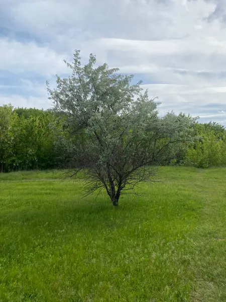 Doğanın güzel manzaraları. Orman bozkırının Avrupa 'daki kısmı. Dik ya da dik yamaçlar yoğun biçimde çimen ve ağaçlarla kaplıdır. Üzerlerinde gökyüzü bulutların muhteşem resimlerini yaratıyor.