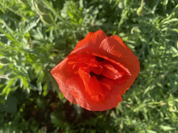 Kırmızı gelincikler. Parlak kırmızı çiçekler bir bahçede ya da çiçek tarhında keskin bir şekilde tezat oluştururlar, doğal bir çiçek alanıdır. Yükselirler, bahar güneşine yapraklarını açarlar