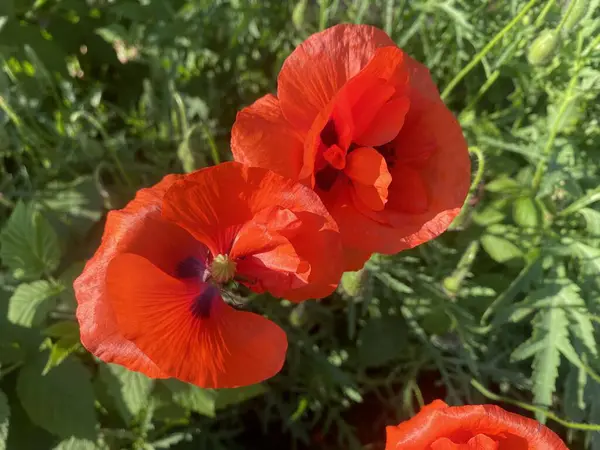 Kırmızı gelincikler. Parlak kırmızı çiçekler bir bahçede ya da çiçek tarhında keskin bir şekilde tezat oluştururlar, doğal bir çiçek alanıdır. Yükselirler, bahar güneşine yapraklarını açarlar