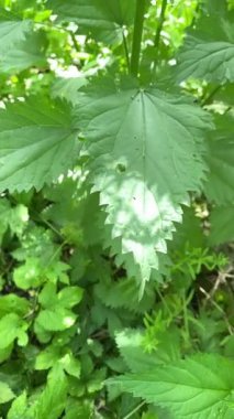 Isırgan otu. İlkbaharın ortasında ısırgan otları yarım metreye kadar büyür. İğneleyici maddenin yoğunlaştığı geniş yaprakları var..