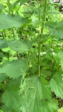 Isırgan otu. İlkbaharın ortasında ısırgan otları yarım metreye kadar büyür. İğneleyici maddenin yoğunlaştığı geniş yaprakları var..