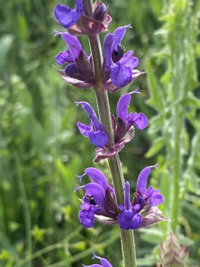 Çayır adaçayı. Doğal ayinlerde, parlak bahar güneşi altındaki güzel çalılıklar gökyüzü mavisi çiçek renkleriyle çiçek açmaya başladı. Uzun ömürlü ve tıbbi açıdan yararlı bir bitki.