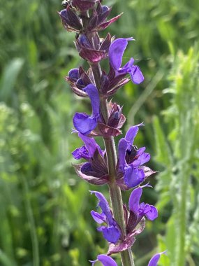 Çayır adaçayı. Doğal ayinlerde, parlak bahar güneşi altındaki güzel çalılıklar gökyüzü mavisi çiçek renkleriyle çiçek açmaya başladı. Uzun ömürlü ve tıbbi açıdan yararlı bir bitki.