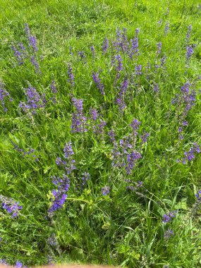 Çayır adaçayı. Doğal ayinlerde, parlak bahar güneşi altındaki güzel çalılıklar gökyüzü mavisi çiçek renkleriyle çiçek açmaya başladı. Uzun ömürlü ve tıbbi açıdan yararlı bir bitki.