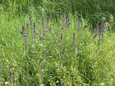 Çayır adaçayı. Doğal ayinlerde, parlak bahar güneşi altındaki güzel çalılıklar gökyüzü mavisi çiçek renkleriyle çiçek açmaya başladı. Uzun ömürlü ve tıbbi açıdan yararlı bir bitki.