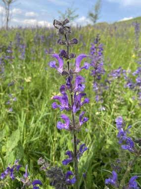 Çayır adaçayı. Doğal ayinlerde, parlak bahar güneşi altındaki güzel çalılıklar gökyüzü mavisi çiçek renkleriyle çiçek açmaya başladı. Uzun ömürlü ve tıbbi açıdan yararlı bir bitki.