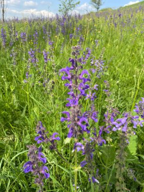 Çayır adaçayı. Doğal ayinlerde, parlak bahar güneşi altındaki güzel çalılıklar gökyüzü mavisi çiçek renkleriyle çiçek açmaya başladı. Uzun ömürlü ve tıbbi açıdan yararlı bir bitki.