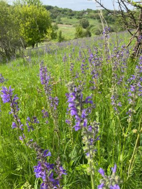 Çayır adaçayı. Doğal ayinlerde, parlak bahar güneşi altındaki güzel çalılıklar gökyüzü mavisi çiçek renkleriyle çiçek açmaya başladı. Uzun ömürlü ve tıbbi açıdan yararlı bir bitki.