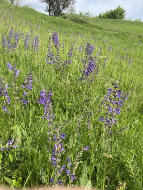 Çayır adaçayı. Doğal ayinlerde, parlak bahar güneşi altındaki güzel çalılıklar gökyüzü mavisi çiçek renkleriyle çiçek açmaya başladı. Uzun ömürlü ve tıbbi açıdan yararlı bir bitki.