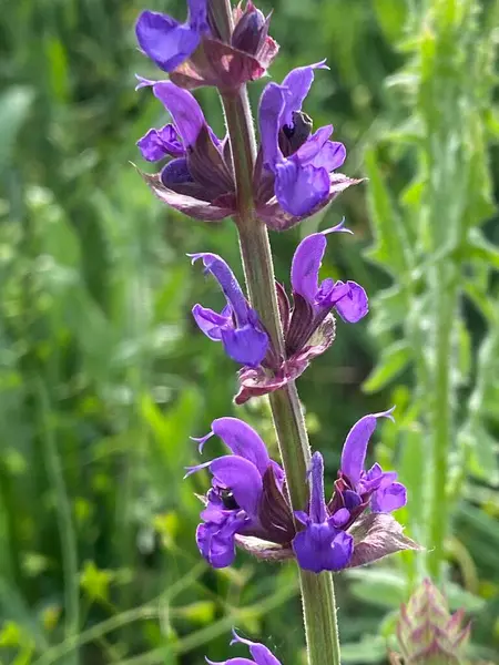 Çayır adaçayı. Doğal ayinlerde, parlak bahar güneşi altındaki güzel çalılıklar gökyüzü mavisi çiçek renkleriyle çiçek açmaya başladı. Uzun ömürlü ve tıbbi açıdan yararlı bir bitki.