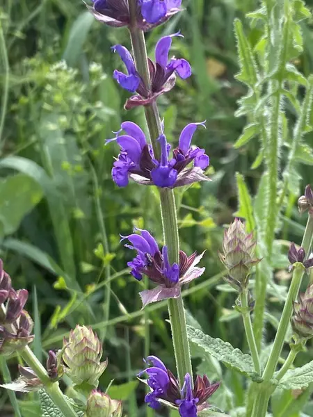 Çayır adaçayı. Doğal ayinlerde, parlak bahar güneşi altındaki güzel çalılıklar gökyüzü mavisi çiçek renkleriyle çiçek açmaya başladı. Uzun ömürlü ve tıbbi açıdan yararlı bir bitki.