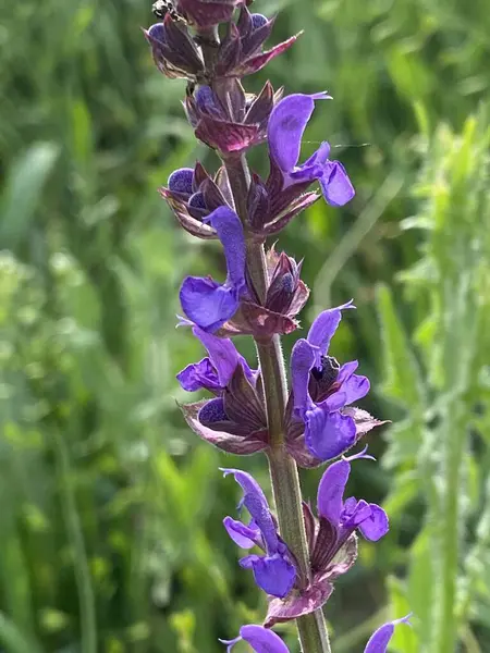 Çayır adaçayı. Doğal ayinlerde, parlak bahar güneşi altındaki güzel çalılıklar gökyüzü mavisi çiçek renkleriyle çiçek açmaya başladı. Uzun ömürlü ve tıbbi açıdan yararlı bir bitki.