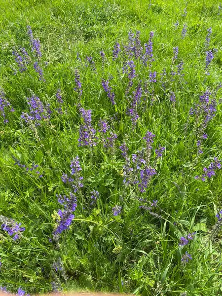 Çayır adaçayı. Doğal ayinlerde, parlak bahar güneşi altındaki güzel çalılıklar gökyüzü mavisi çiçek renkleriyle çiçek açmaya başladı. Uzun ömürlü ve tıbbi açıdan yararlı bir bitki.