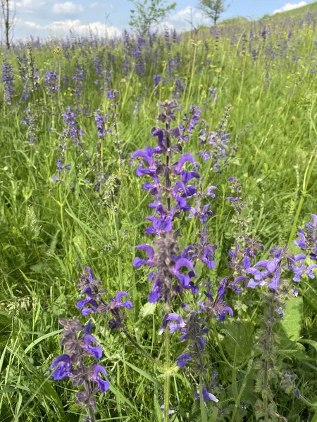 Çayır adaçayı. Doğal ayinlerde, parlak bahar güneşi altındaki güzel çalılıklar gökyüzü mavisi çiçek renkleriyle çiçek açmaya başladı. Uzun ömürlü ve tıbbi açıdan yararlı bir bitki.