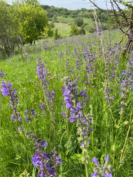 Çayır adaçayı. Doğal ayinlerde, parlak bahar güneşi altındaki güzel çalılıklar gökyüzü mavisi çiçek renkleriyle çiçek açmaya başladı. Uzun ömürlü ve tıbbi açıdan yararlı bir bitki.
