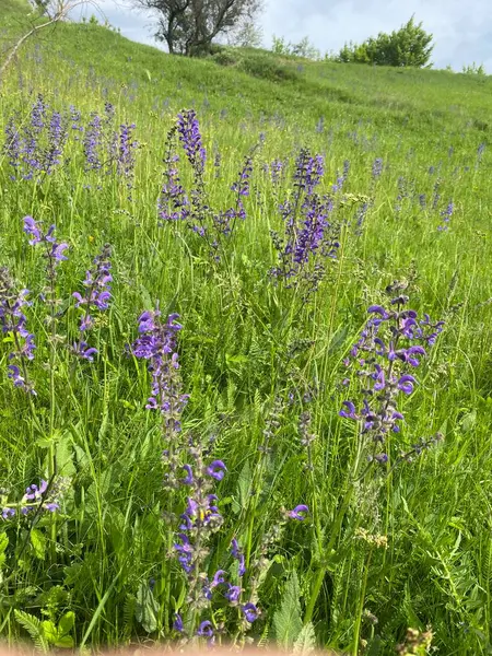 Çayır adaçayı. Doğal ayinlerde, parlak bahar güneşi altındaki güzel çalılıklar gökyüzü mavisi çiçek renkleriyle çiçek açmaya başladı. Uzun ömürlü ve tıbbi açıdan yararlı bir bitki.