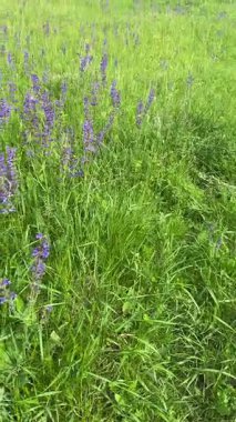 Çayır adaçayı. Doğal ayinlerde, parlak bahar güneşi altındaki güzel çalılıklar gökyüzü mavisi çiçek renkleriyle çiçek açmaya başladı. Uzun ömürlü ve tıbbi açıdan yararlı bir bitki.