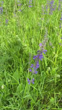 Çayır adaçayı. Doğal ayinlerde, parlak bahar güneşi altındaki güzel çalılıklar gökyüzü mavisi çiçek renkleriyle çiçek açmaya başladı. Uzun ömürlü ve tıbbi açıdan yararlı bir bitki.