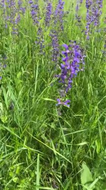 Çayır adaçayı. Doğal ayinlerde, parlak bahar güneşi altındaki güzel çalılıklar gökyüzü mavisi çiçek renkleriyle çiçek açmaya başladı. Uzun ömürlü ve tıbbi açıdan yararlı bir bitki.
