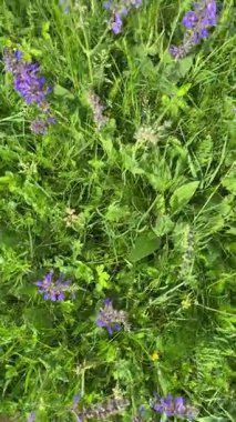 Çayır adaçayı. Doğal ayinlerde, parlak bahar güneşi altındaki güzel çalılıklar gökyüzü mavisi çiçek renkleriyle çiçek açmaya başladı. Uzun ömürlü ve tıbbi açıdan yararlı bir bitki.