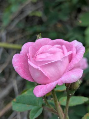 Pembe gül. Bahçe dekorasyonu ya da dekoratif alan. O gün, parlak bahar güneşinin altında, yapraklar çiçek açtı. Arılar polenleri iyi topladı. Dekoratif kedi derisinin her bir damlasını kontrol ettiler.