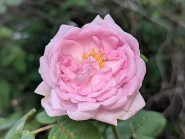 Pembe gül. Bahçe dekorasyonu ya da dekoratif alan. O gün, parlak bahar güneşinin altında, yapraklar çiçek açtı. Arılar polenleri iyi topladı. Dekoratif kedi derisinin her bir damlasını kontrol ettiler.