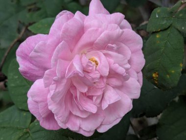 Pembe gül. Bahçe dekorasyonu ya da dekoratif alan. O gün, parlak bahar güneşinin altında, yapraklar çiçek açtı. Arılar polenleri iyi topladı. Dekoratif kedi derisinin her bir damlasını kontrol ettiler.