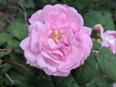 Pembe gül. Bahçe dekorasyonu ya da dekoratif alan. O gün, parlak bahar güneşinin altında, yapraklar çiçek açtı. Arılar polenleri iyi topladı. Dekoratif kedi derisinin her bir damlasını kontrol ettiler.