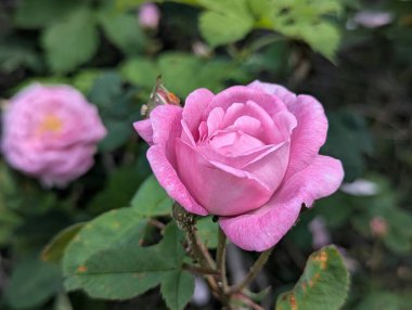 Pembe gül. Bahçe dekorasyonu ya da dekoratif alan. O gün, parlak bahar güneşinin altında, yapraklar çiçek açtı. Arılar polenleri iyi topladı. Dekoratif kedi derisinin her bir damlasını kontrol ettiler.