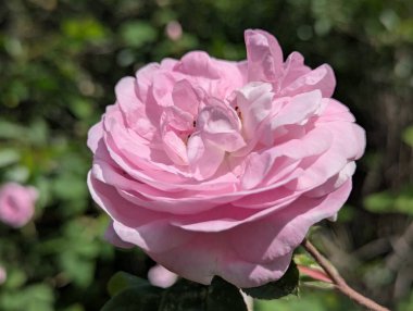 Pembe gül. Bahçe dekorasyonu ya da dekoratif alan. O gün, parlak bahar güneşinin altında, yapraklar çiçek açtı. Arılar polenleri iyi topladı. Dekoratif kedi derisinin her bir damlasını kontrol ettiler.