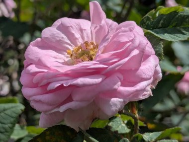 Pembe gül. Bahçe dekorasyonu ya da dekoratif alan. O gün, parlak bahar güneşinin altında, yapraklar çiçek açtı. Arılar polenleri iyi topladı. Dekoratif kedi derisinin her bir damlasını kontrol ettiler.