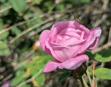 Pembe gül. Bahçe dekorasyonu ya da dekoratif alan. O gün, parlak bahar güneşinin altında, yapraklar çiçek açtı. Arılar polenleri iyi topladı. Dekoratif kedi derisinin her bir damlasını kontrol ettiler.