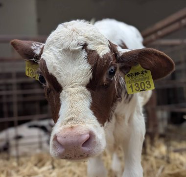 Çiftlikteki buzağılar. Doğumdan sonra buzağılar rahat sığır yetiştirmek için kutularda tutulur. Büyümenin mümkün olduğunca doğal olmasını sağlamak için buzağıdan güzel bir inek oluşur.