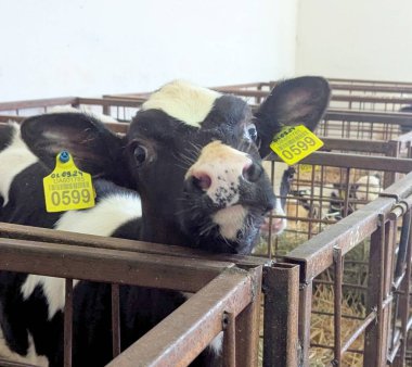 Çiftlikteki buzağılar. Doğumdan sonra buzağılar rahat sığır yetiştirmek için kutularda tutulur. Büyümenin mümkün olduğunca doğal olmasını sağlamak için buzağıdan güzel bir inek oluşur.