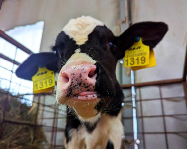 Çiftlikteki buzağılar. Doğumdan sonra buzağılar rahat sığır yetiştirmek için kutularda tutulur. Büyümenin mümkün olduğunca doğal olmasını sağlamak için buzağıdan güzel bir inek oluşur.