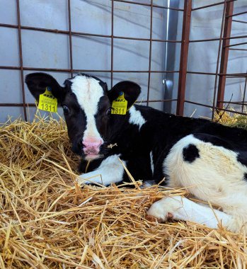 Çiftlikteki buzağılar. Doğumdan sonra buzağılar rahat sığır yetiştirmek için kutularda tutulur. Büyümenin mümkün olduğunca doğal olmasını sağlamak için buzağıdan güzel bir inek oluşur.