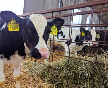 Çiftlikteki buzağılar. Doğumdan sonra buzağılar rahat sığır yetiştirmek için kutularda tutulur. Büyümenin mümkün olduğunca doğal olmasını sağlamak için buzağıdan güzel bir inek oluşur.