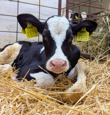 Çiftlikteki buzağılar. Doğumdan sonra buzağılar rahat sığır yetiştirmek için kutularda tutulur. Büyümenin mümkün olduğunca doğal olmasını sağlamak için buzağıdan güzel bir inek oluşur.
