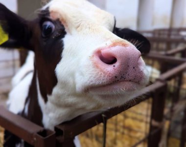 Çiftlikteki buzağılar. Doğumdan sonra buzağılar rahat sığır yetiştirmek için kutularda tutulur. Büyümenin mümkün olduğunca doğal olmasını sağlamak için buzağıdan güzel bir inek oluşur.