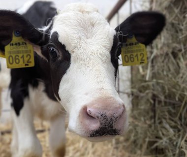 Çiftlikteki buzağılar. Doğumdan sonra buzağılar rahat sığır yetiştirmek için kutularda tutulur. Büyümenin mümkün olduğunca doğal olmasını sağlamak için buzağıdan güzel bir inek oluşur.