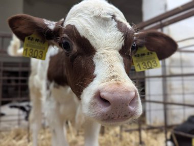 Çiftlikteki buzağılar. Doğumdan sonra buzağılar rahat sığır yetiştirmek için kutularda tutulur. Büyümenin mümkün olduğunca doğal olmasını sağlamak için buzağıdan güzel bir inek oluşur.