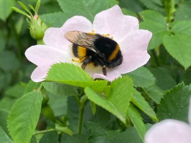 Bir yaban arısı baharda bir çalılığın çiçeklerinden birinde oturur. Hava rüzgarlıydı. Köy sokaklarındaki pembe dallar güzel kokularıyla cezbedildi.