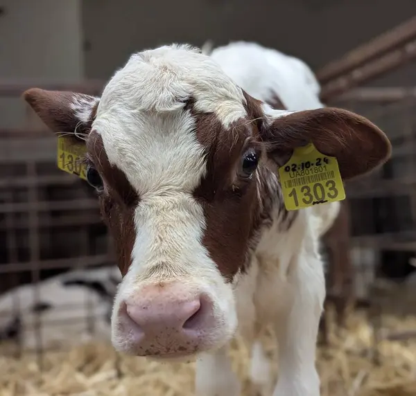 Çiftlikteki buzağılar. Doğumdan sonra buzağılar rahat sığır yetiştirmek için kutularda tutulur. Büyümenin mümkün olduğunca doğal olmasını sağlamak için buzağıdan güzel bir inek oluşur.