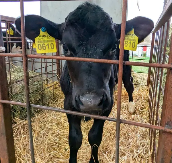 Çiftlikteki buzağılar. Doğumdan sonra buzağılar rahat sığır yetiştirmek için kutularda tutulur. Büyümenin mümkün olduğunca doğal olmasını sağlamak için buzağıdan güzel bir inek oluşur.