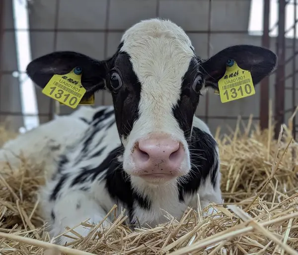 Çiftlikteki buzağılar. Doğumdan sonra buzağılar rahat sığır yetiştirmek için kutularda tutulur. Büyümenin mümkün olduğunca doğal olmasını sağlamak için buzağıdan güzel bir inek oluşur.