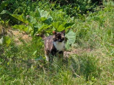 Doğada avlanan güzel bir kedi. İçeride tutulmasına rağmen, içgüdüleri kediyi doğal olarak kemirgenleri ve küçük kuşları avlamaya motive eder.
